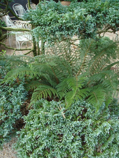 Chamaecyparis 'Boulevard et Polystichum